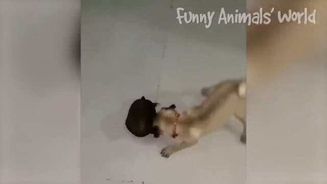 Смешные моменты с котами и собаками 2023 | Лучшие приколы с домашними питомцами №44 смотреть онлайн