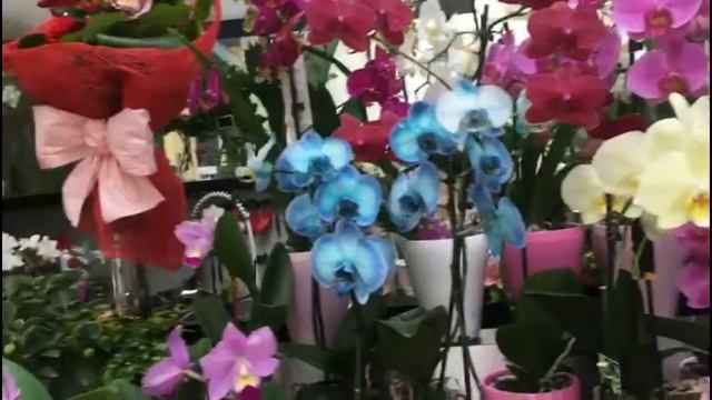 Шикарные ОРХИДЕИ в супермаркете ПОРТУГАЛИИ!!! смотреть онлайн