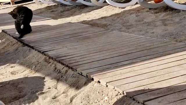 Кот на пляже в Турции. смотреть онлайн