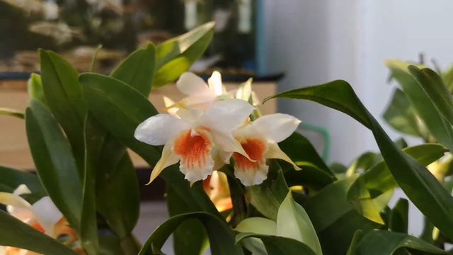 盛开中的翅萼石斛 Dendrobium cariniferum in bloom смотреть онлайн