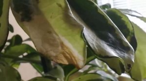 Шеффлера – опадают и темнеют листья. Причины заболевания Шеффлеры!