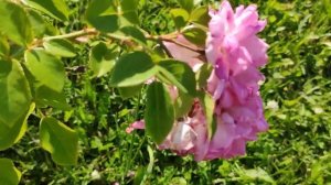 Наш отзыв о канадской розе  Хоуп оф Хьюманити ? - Hope of humanity rose