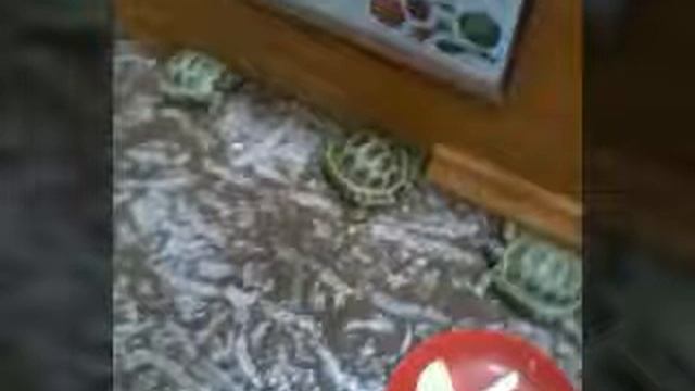 Снов осколки смотреть онлайн