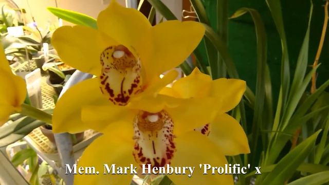 Orchid Cymbidium  'Yellow Submarine'