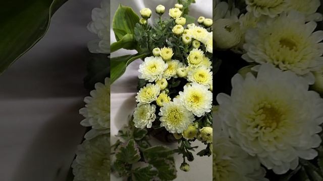 Хризантема мультифлора Gigi White  #хризантема #цветы #chrysanthemumflower #мультифлора