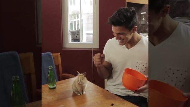 Aaron's Animals - When your friends get new friends смотреть онлайн
