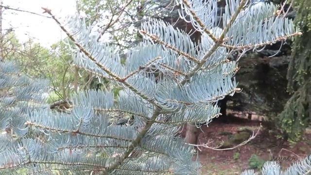 Abies concolor 'Violacea' jedle ojíněná смотреть онлайн