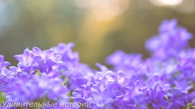 Застукав мужа с секретаршей в кабинете, Лера переехала в квартиру покойной матери. Но там её ждал.. смотреть онлайн