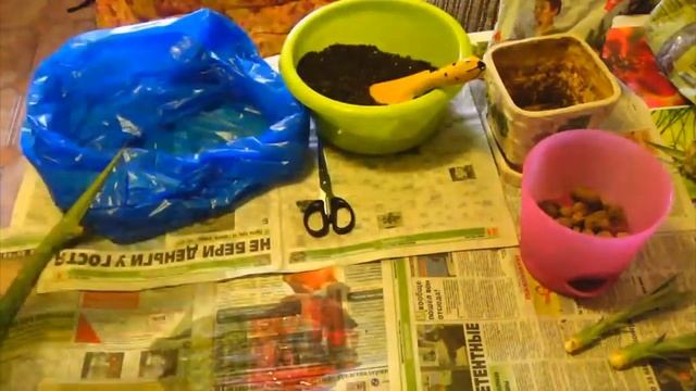 Собираю урожай с АНАНАСА и рассаживаю деток