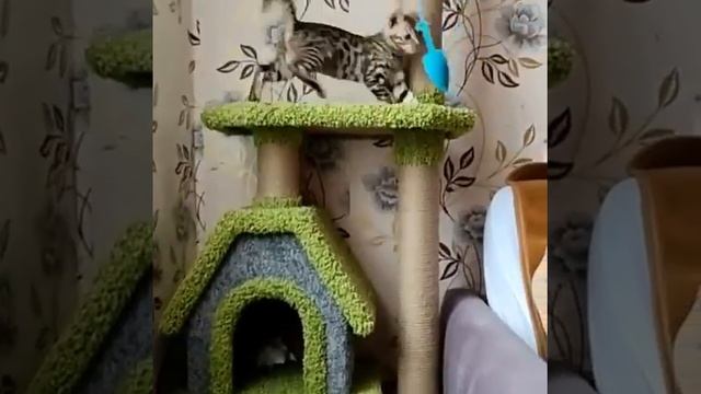 игровой комплекс №008 ковролиновый. Закажи на котико.рф смотреть онлайн