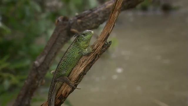 Тайны заливного леса. Очарование в HD смотреть онлайн