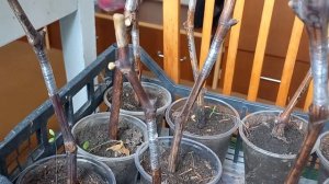 прививка киви на виноград, укоренение черенков 2023г.