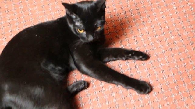 Бомбейские кошки смотреть онлайн