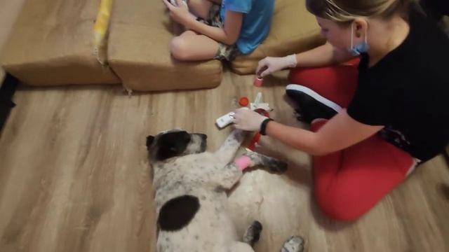 Вызвали нашей собачке Рут врача на дом! Берем кровь ?на анализ! Мы тебя вылечим! смотреть онлайн