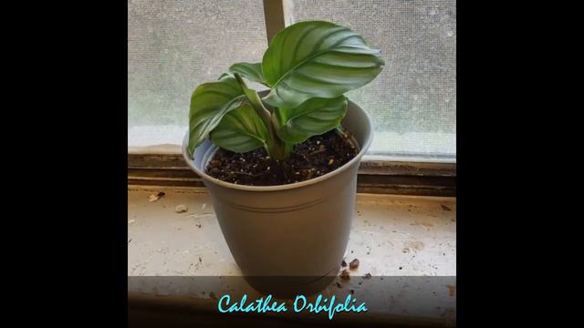 Calathea Timelapse, The Prayer Plants смотреть онлайн