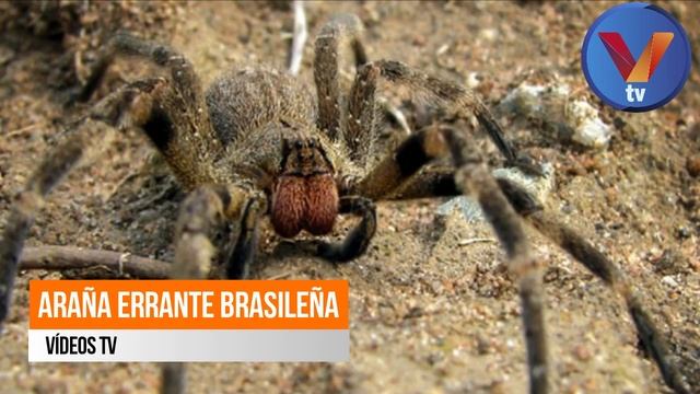 ? TOP 5 INSECTOS más PELIGROSOS del MUNDO смотреть онлайн