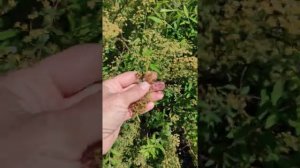 N1 14.06 Спирея весеннецветущая серая, обрезка и подкормка после цветения???