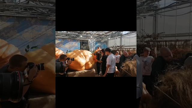 огромные тыквы 501 кг. аптекарский огород Москва 2023 смотреть онлайн
