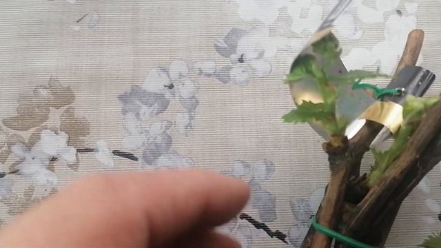 Укоренение черенков винограда в воде. Итог двух недельного проращивания. смотреть онлайн