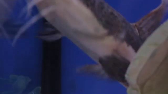 Все О Домашних Животных: Сом Оринока смотреть онлайн