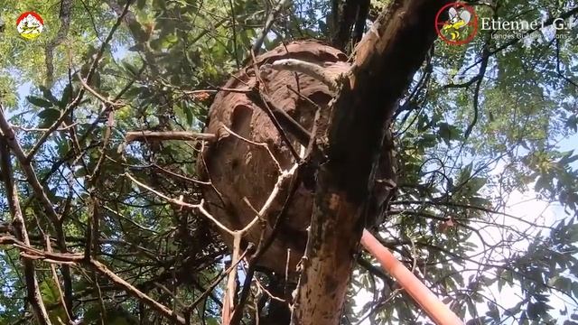 Азиатский шершень опасность тяжелого гнезда смотреть онлайн