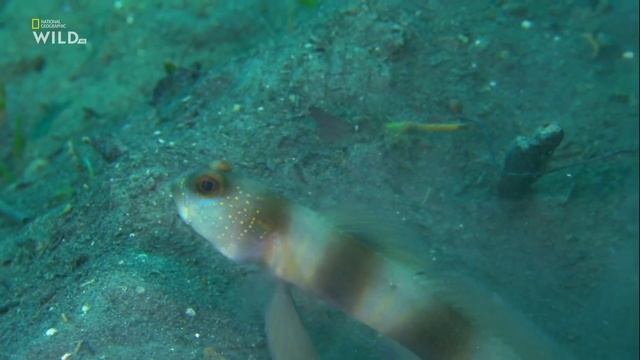 В чём заключаются отношения Гигантского бычка-компаньона (Amblyeleotris fontanesii) и рака-щелкуна смотреть онлайн