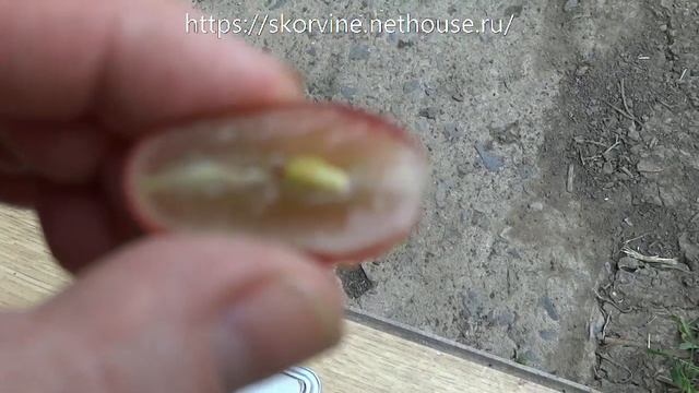 Ультраранние сорта винограда 2019. Полонез-50, Талдун смотреть онлайн