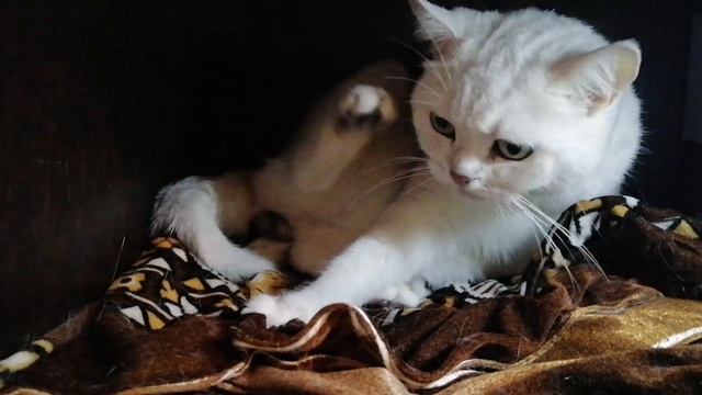 Как рожает кошка серебристая шиншилла смотреть онлайн