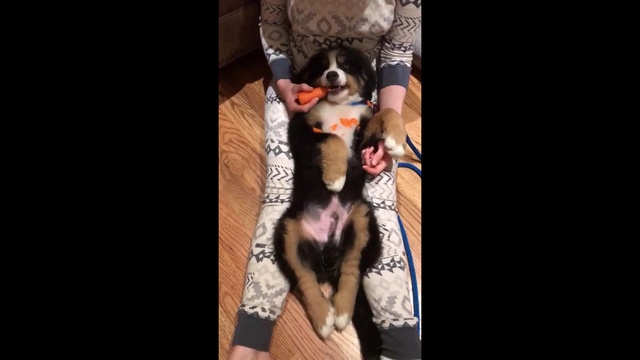 Щенок ест морковку смотреть онлайн