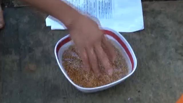 Wheat berry growing (проращивание зёрен пшеницы). смотреть онлайн