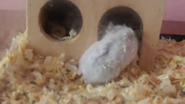 Джунгарские хомяки. Жесть! Мать воспитывает ребенка.