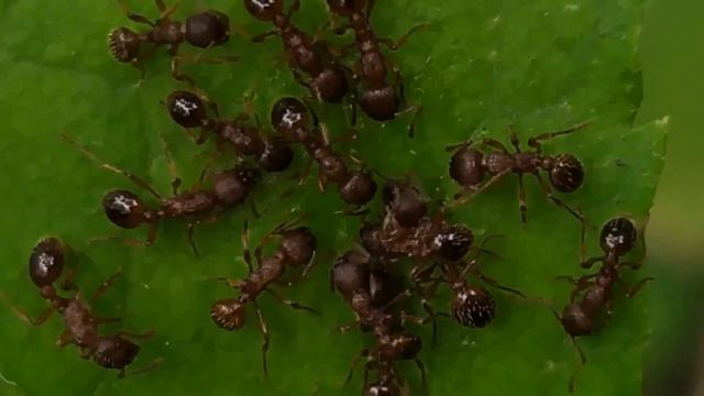 Муравьи  2020 08 23