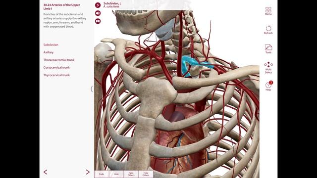 Neck Anterior and Posterior Triangles Part 3 #anatomy смотреть онлайн