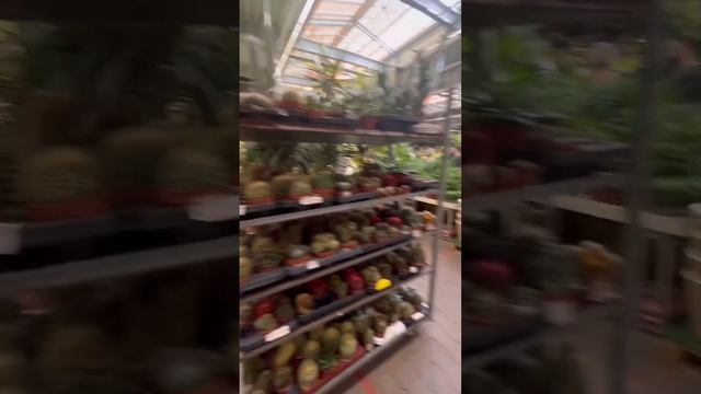 Орхидеи в Ашан и Оби (Авиапарк) 3 июля 2023 года смотреть онлайн