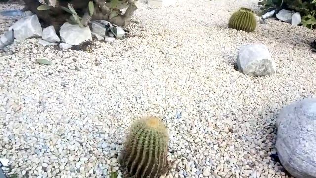 Cactus opuntia carnegiea lophophora cactaceae echinocactus echinocereus смотреть онлайн