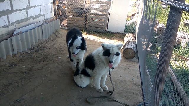 Вольер почти готов, осталась калитка смотреть онлайн