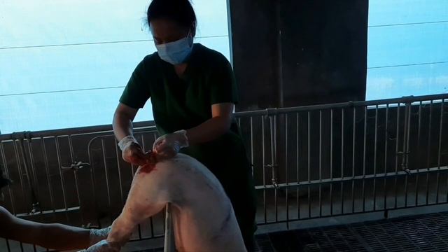 Experience in Piggery farm. смотреть онлайн