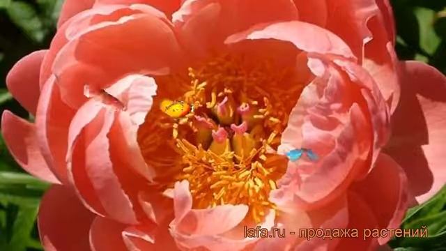Пион травянистый Корал Чарм (paeonia coral charm) ? обзор: как сажать, рассада пиона Корал Чарм смотреть онлайн