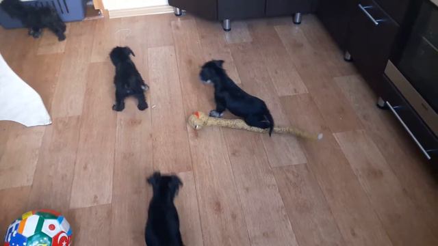 Цвержата смотреть онлайн