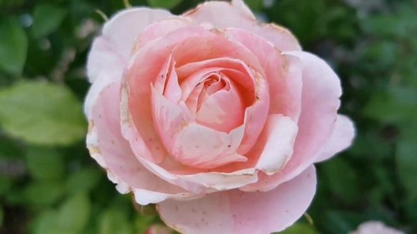 BILLET DOUX ROSE plant by Georges DELBARD ~2010 France Variegated Shrub バラ ビーエ ヂュー