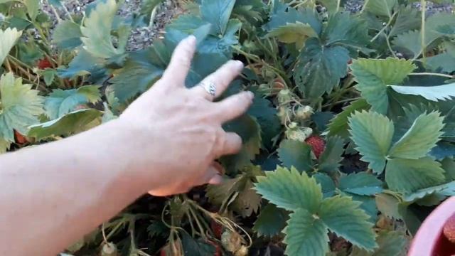 Розана Київська - продовження... смотреть онлайн