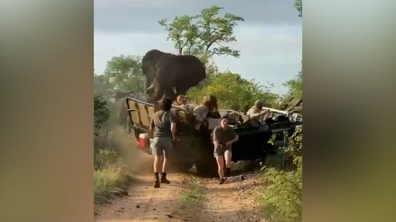 ГИГАНТЫ В ЯРОСТИ! Как дикие животные расправляются с человеческими игрушками! смотреть онлайн