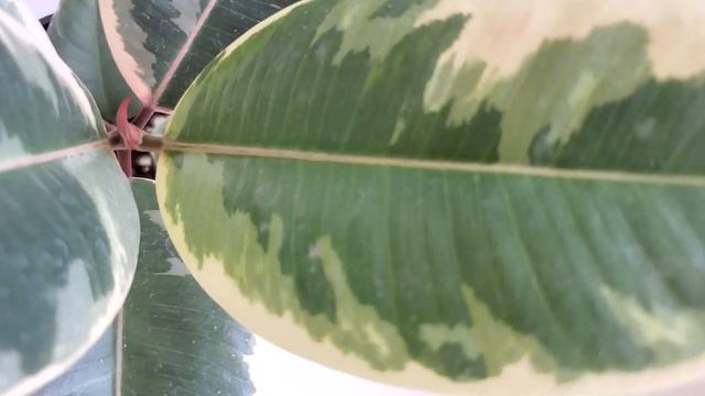 Фикус Белиз Эластика пестролистный смотреть онлайн