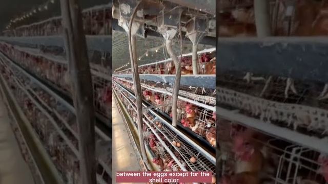 The poultry industry of egg laying hens смотреть онлайн