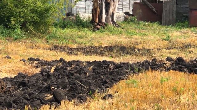 Шпиц с Йорком на уборке картофеля в деревне смотреть онлайн