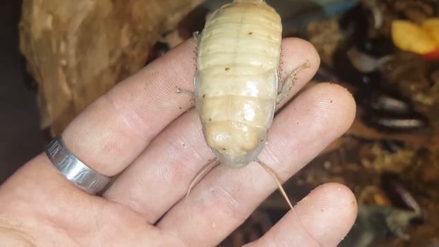 Gromphadorina oblongonata (mes préférés ) смотреть онлайн