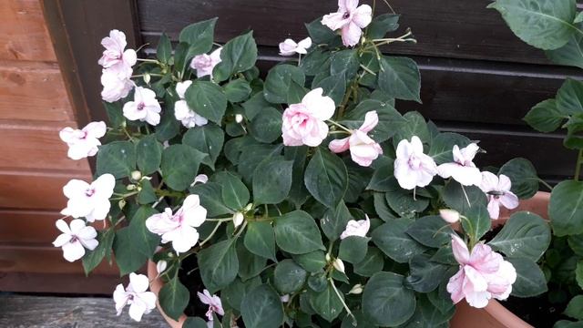 ЦВЕТЁТ МАХРОВАЯ ЭУСТОМА, А ВЕГЕТАТИВНАЯ ПЕТУНИЯ ЧУДИТ ))?♀️? смотреть онлайн