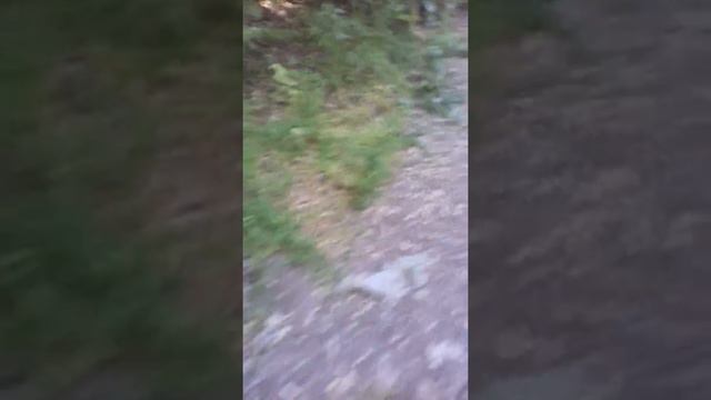 В КАКОМ-ТО ЛЕСУ 2 часть. Заборчик. смотреть онлайн