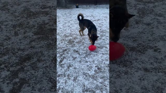 JOLLY EGG НЕУЛОВИМОЕ ЯЙЦО! Зоогостиница Лапа! МЕГА ЯЙЦО! Игрушка для собак! смотреть онлайн