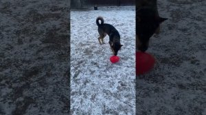 JOLLY EGG НЕУЛОВИМОЕ ЯЙЦО! Зоогостиница Лапа! МЕГА ЯЙЦО!  Игрушка для собак!